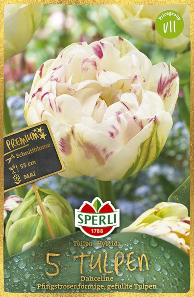 Tulpen 'Danceline'