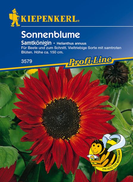 Sonnenblumen 'Samtkönigin'