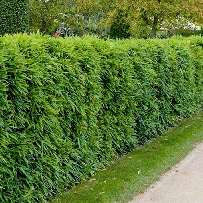 Bambushecke kaufen | Ahrens+Sieberz - Pflanzenversand & Gartenbedarf