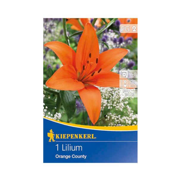 Asiatische Lilien 'Orange County'