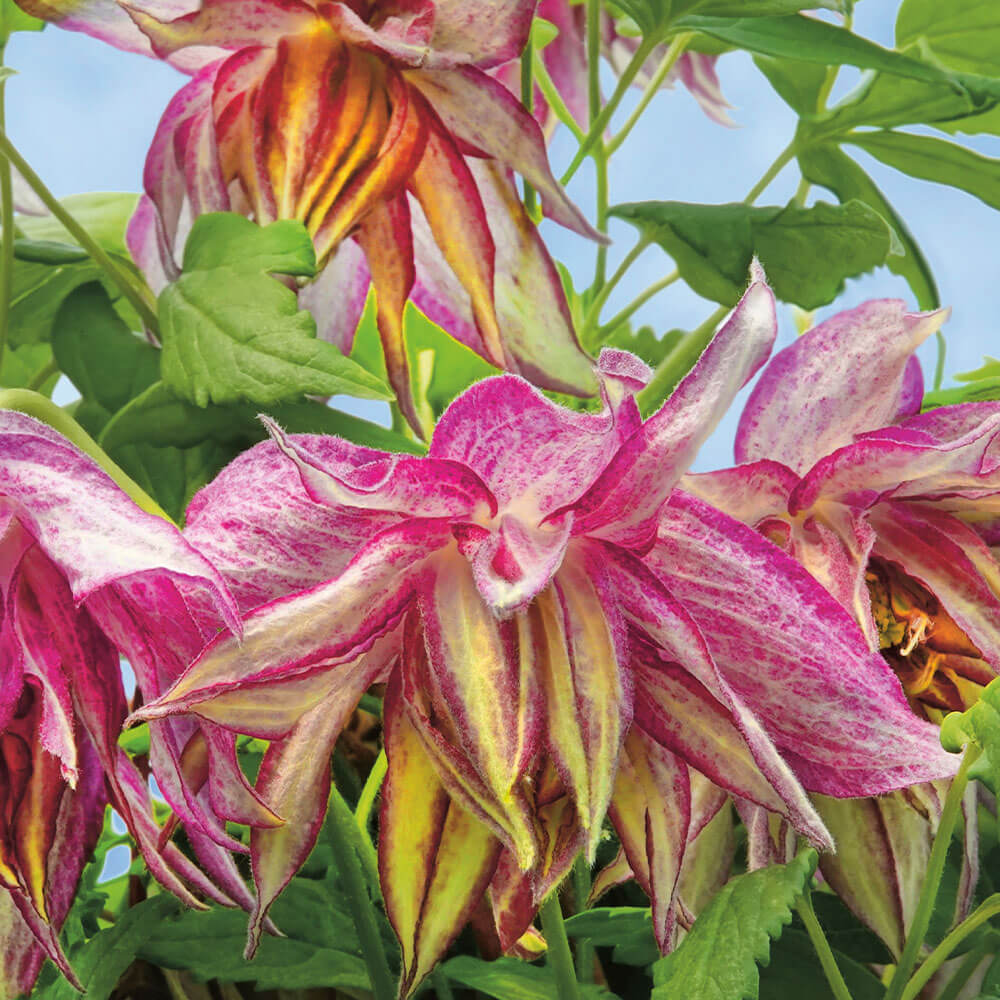 Clematis Pink Surprise kaufen | Ahrens+Sieberz - Pflanzenversand &  Gartenbedarf