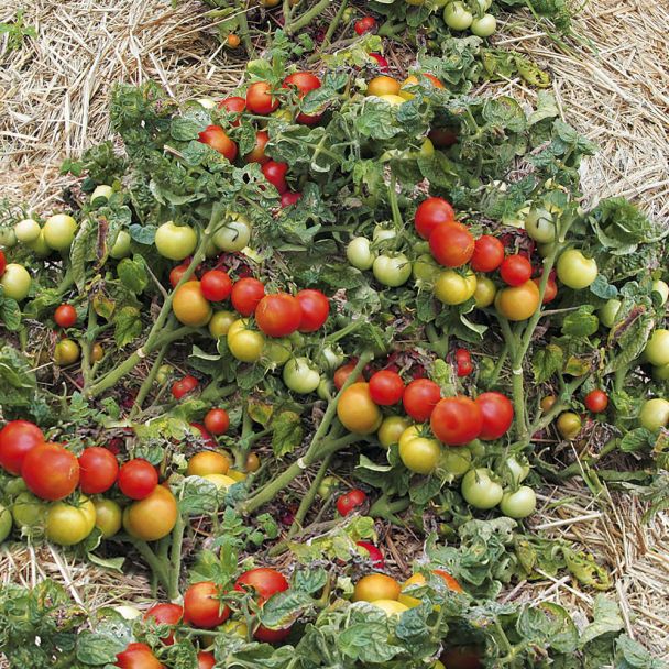 'BoToma' Bodendeckertomate