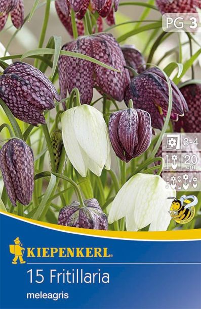 Schachbrettblumen - Mischung
