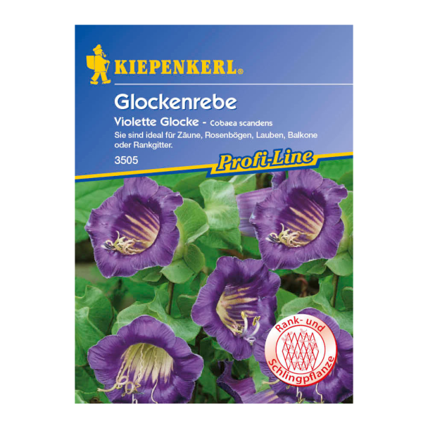 Glockenrebe 'Violette Glocke'