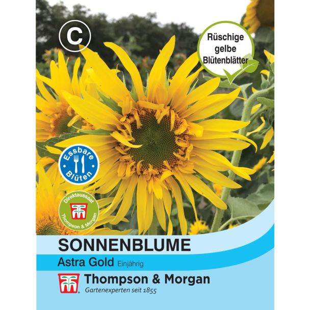 Sonnenblume Astra Gold