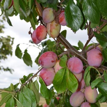 Pflaume 'Königin Viktoria'