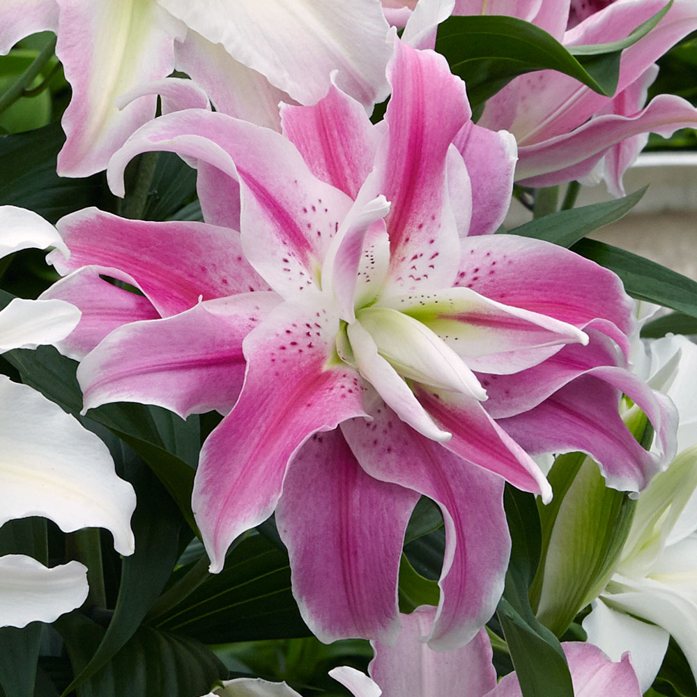 SET Preis Orientalische Lilien halbgefüllte, große Blüten Lilien