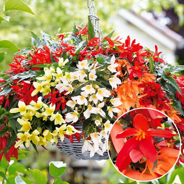 Begonie Beauvilia®, Rot