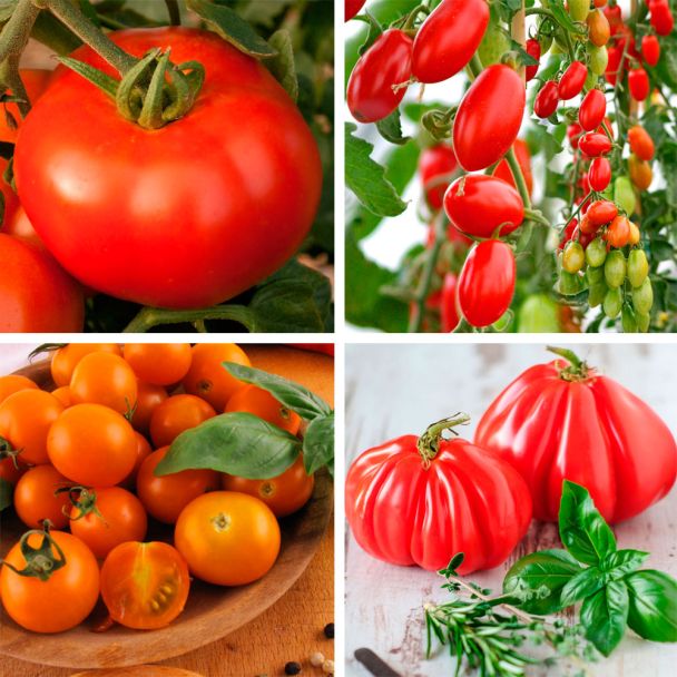 Set-Preis - 4 x Tomaten in 4 Sorten: 'Rondo Red', 'Marzino', 'CherryGold' und 'Giganto'