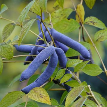 Blaugurke Busch (3 Liter)