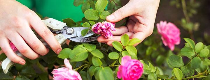 Rosen Ahrens Sieberz Pflanzenversand Gartenbedarf