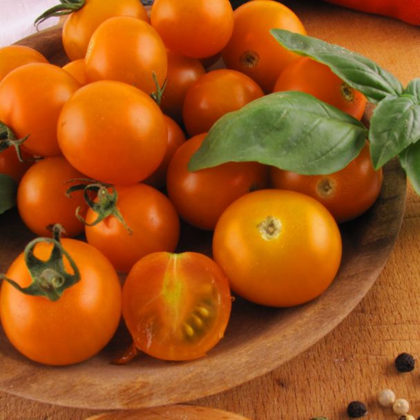 'CherryGold' F1 - veredelte Mini-Cherry-Tomate