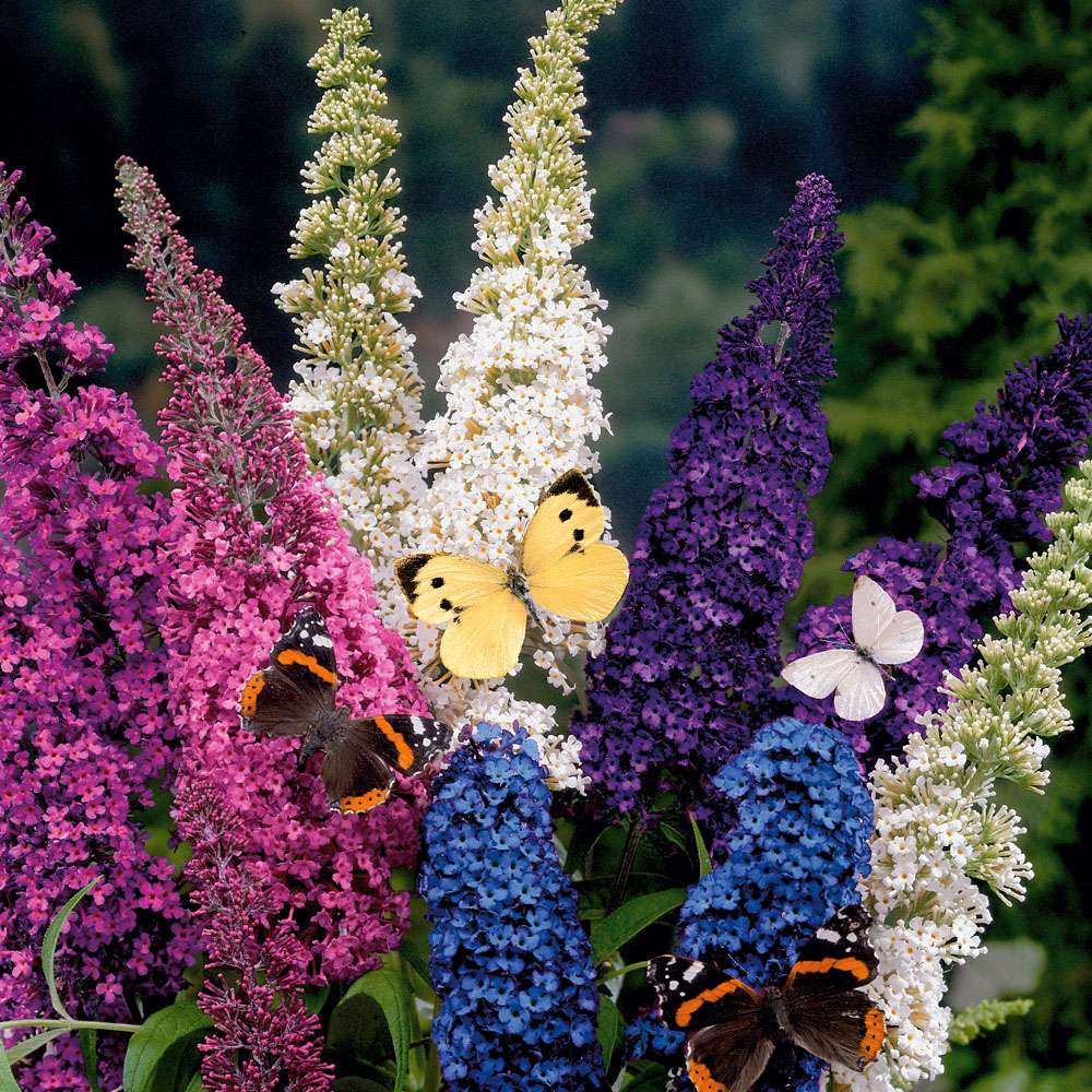Schmetterlingsflieder Tricolor (Buddleja davidii) kaufen | Ahrens+Sieberz -  Pflanzenversand & Gartenbedarf