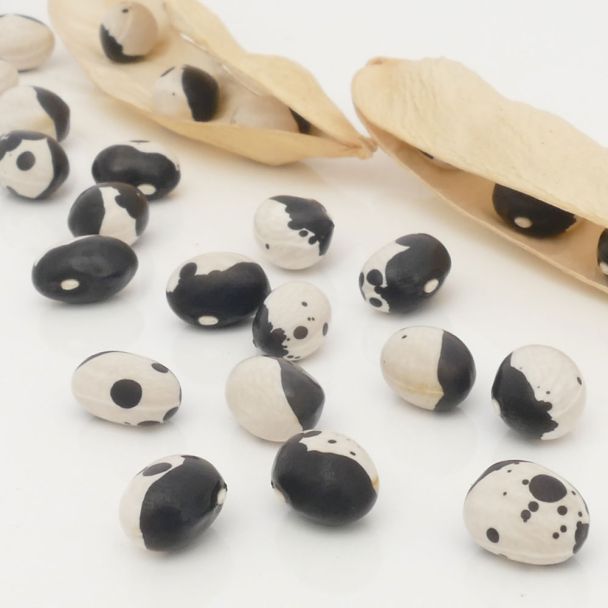 'Yin & Yang'-Bohne