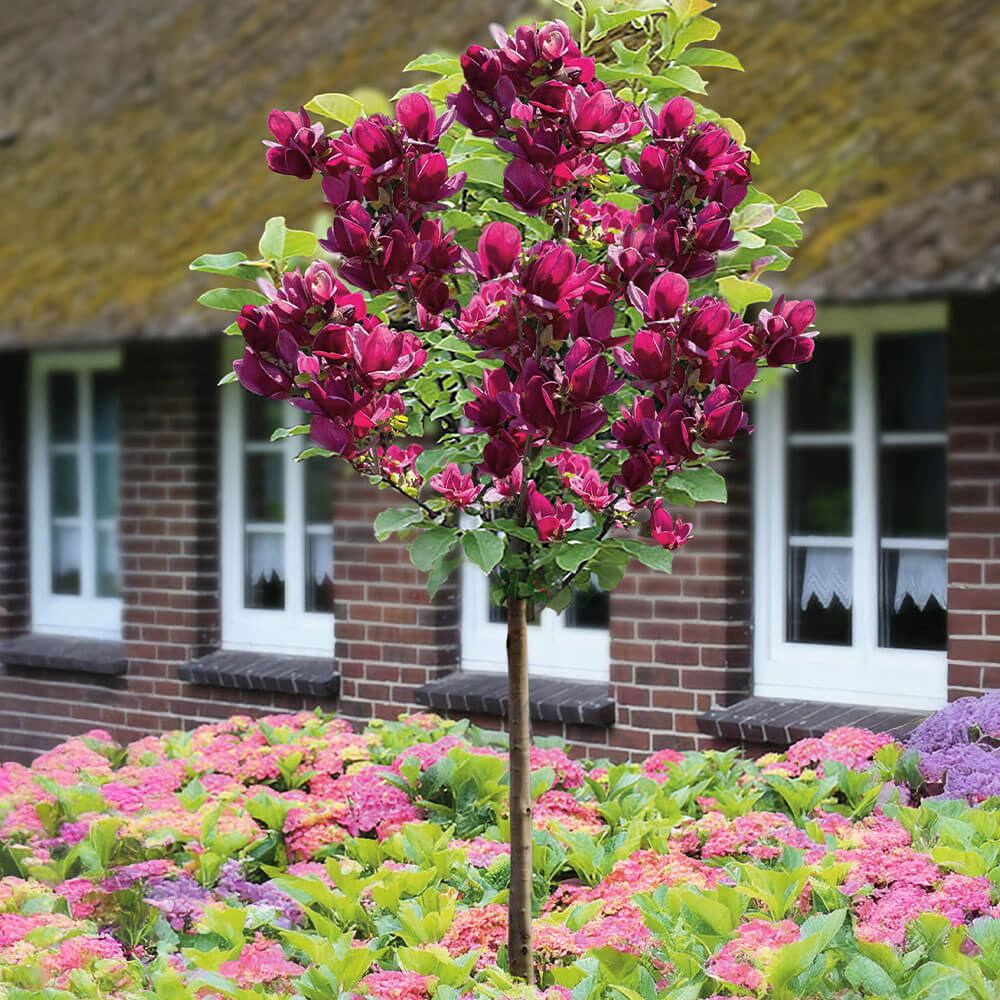 Magnolie Genie (Stamm) kaufen | Ahrens+Sieberz - Pflanzenversand &  Gartenbedarf