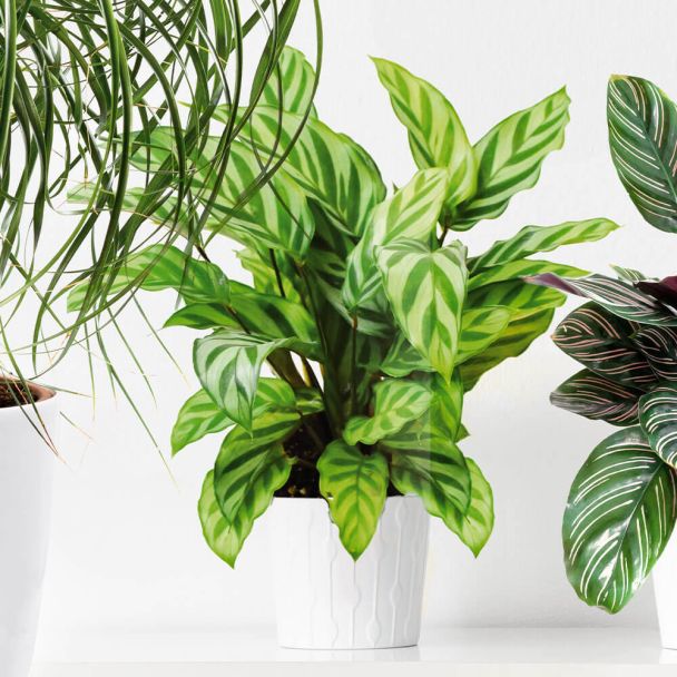Calathea Freddy