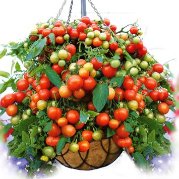 Tomatenstrauch kaufen - Die hochwertigsten Tomatenstrauch kaufen im Überblick!