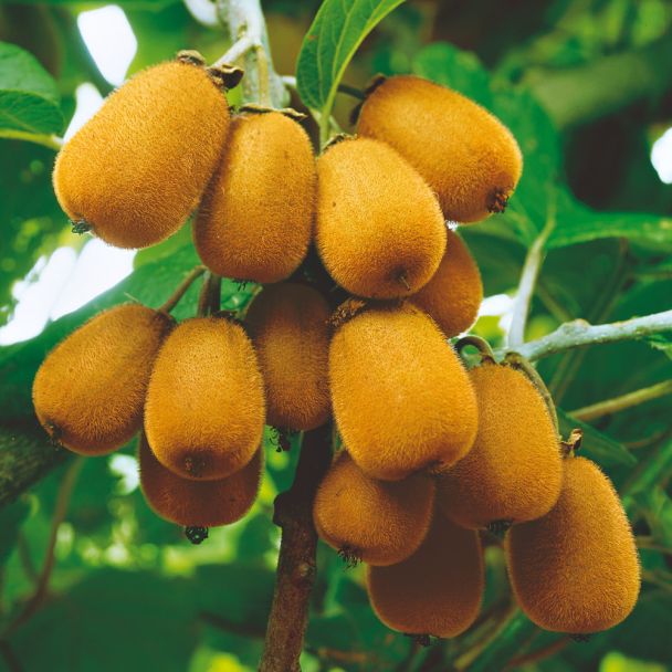 Riesen-Kiwi 'Oriental Delight®'