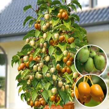 Granatapfel pflanze - Die TOP Favoriten unter den Granatapfel pflanze