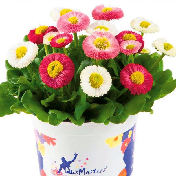 Bellis Trio Bella Star