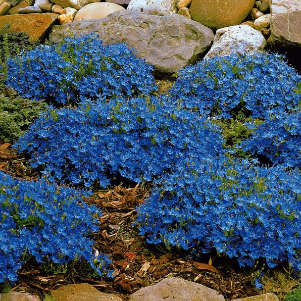 Glockenblumen