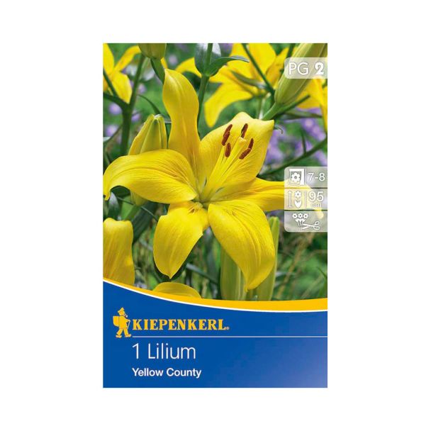 Lilie 'Yellow County'