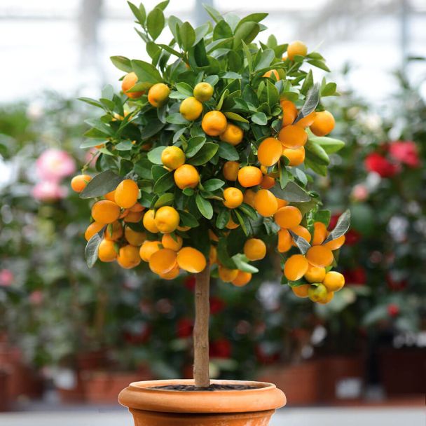 Kumquat (Stämmchen)