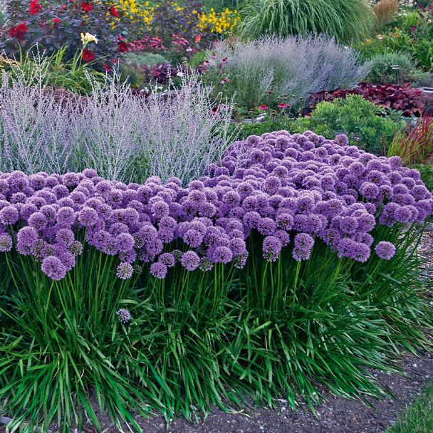 Allium Millenium