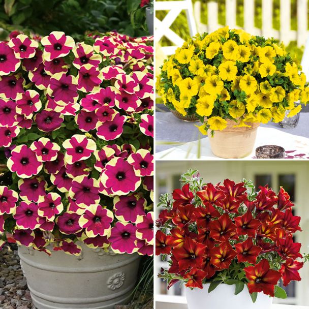Petunien Fingerpaint, Hello Yellow und Crazytunia® Mandeville im Sparset