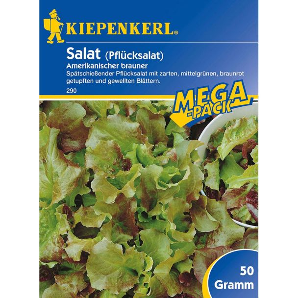 Pflücksalat 'Amerikanischer brauner'