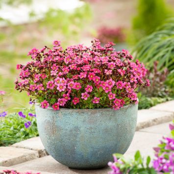 BIO Pixi Pan – Der rote Tausendblüher