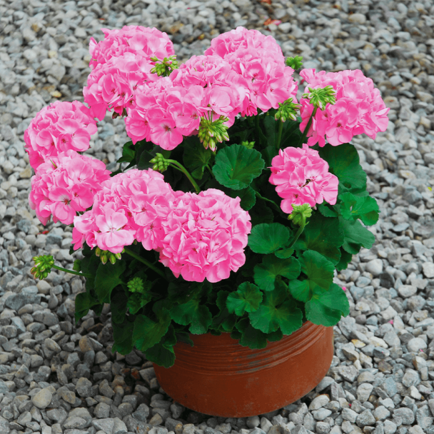 Geranie Sunrise® Goesta (Pelargonium)