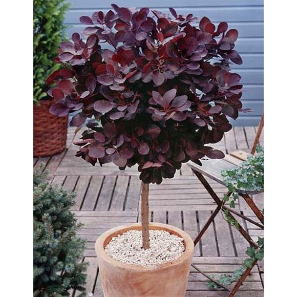 Roter Perückenstrauch 'Royal Purple' Stämmchen