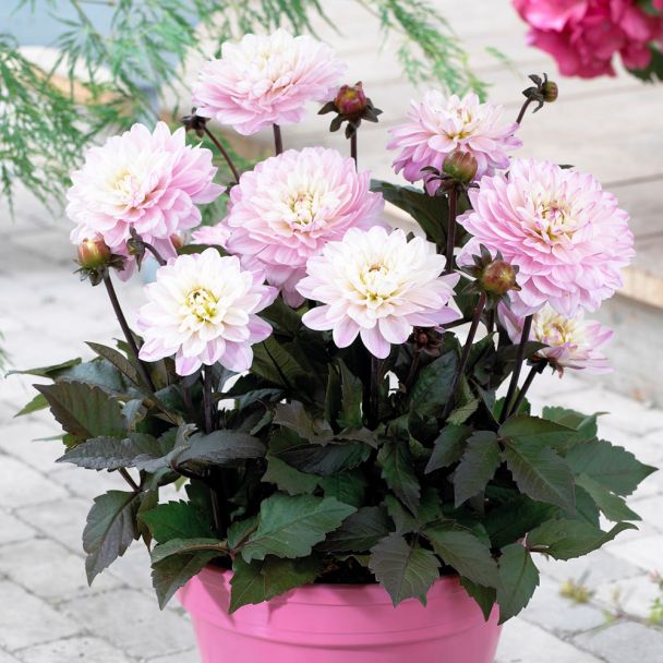 Dahlia Glory Harmony