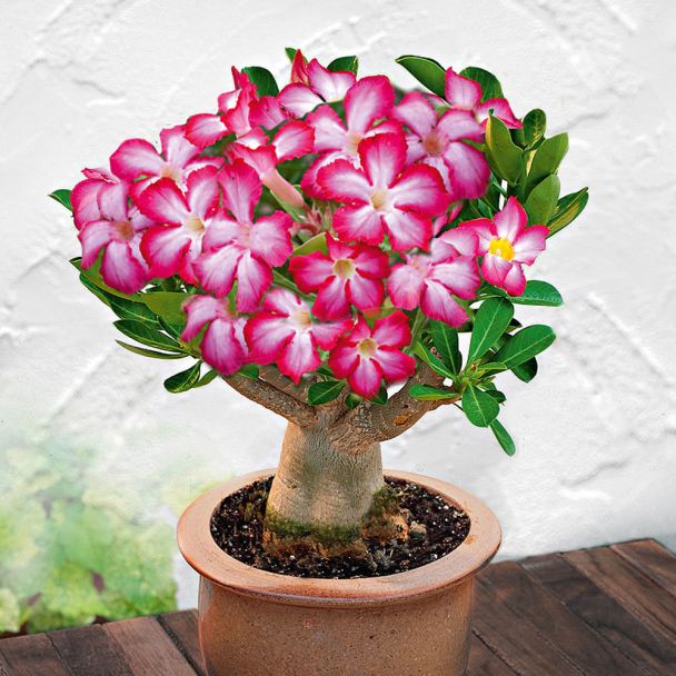 Wüstenrose (Pink/Weiß)