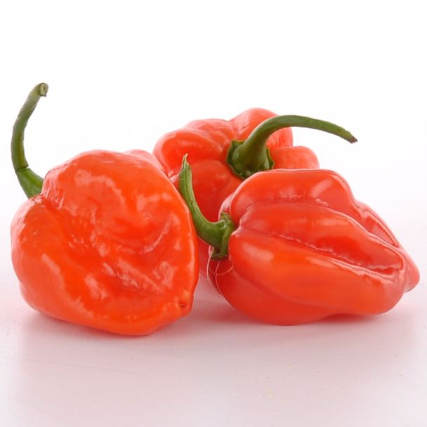 Indian Fire – Indischer Chili