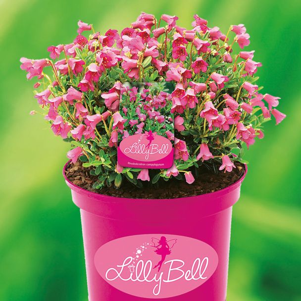Zwerg-Rhododendron 'Lilly Bell'