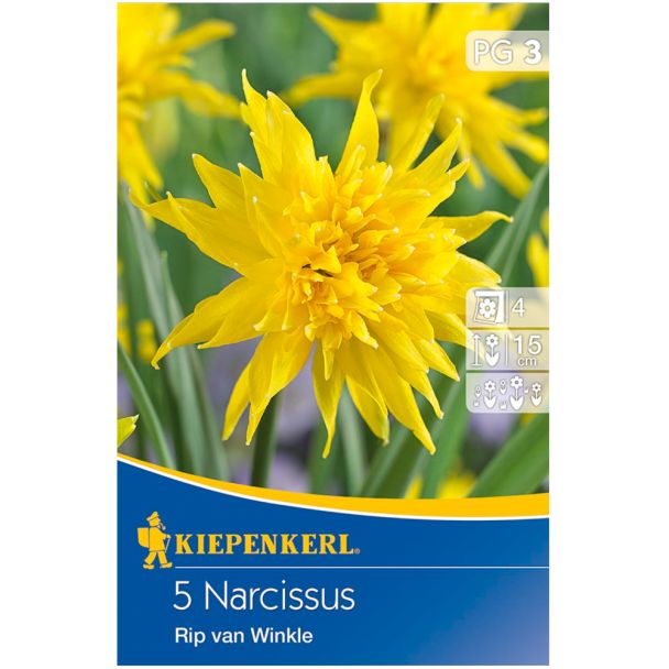Narzissen 'Rip van Winkle'