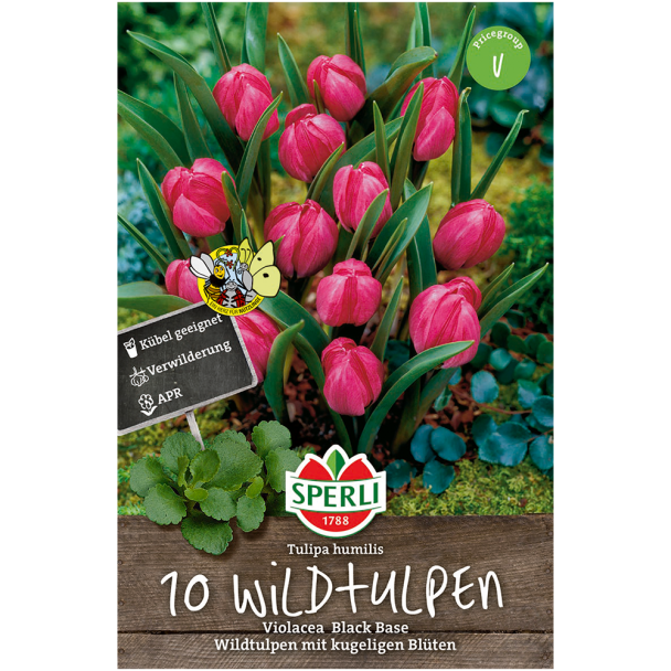 Wildtulpen Violacea Black Base