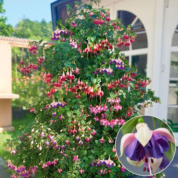 Fuchsie Jollies, Lorraine
