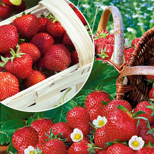 Feinschmecker-Duo: 50 Erdbeerpflanzen als Setzlinge