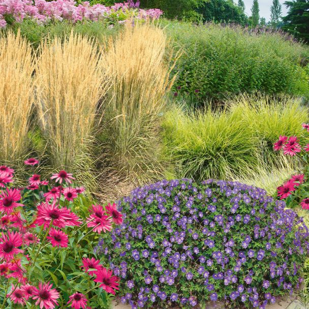 Staudengarten Liebe Biene - 12 Prachtstauden im Set