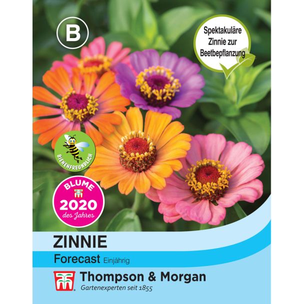 Zinnie Forecast