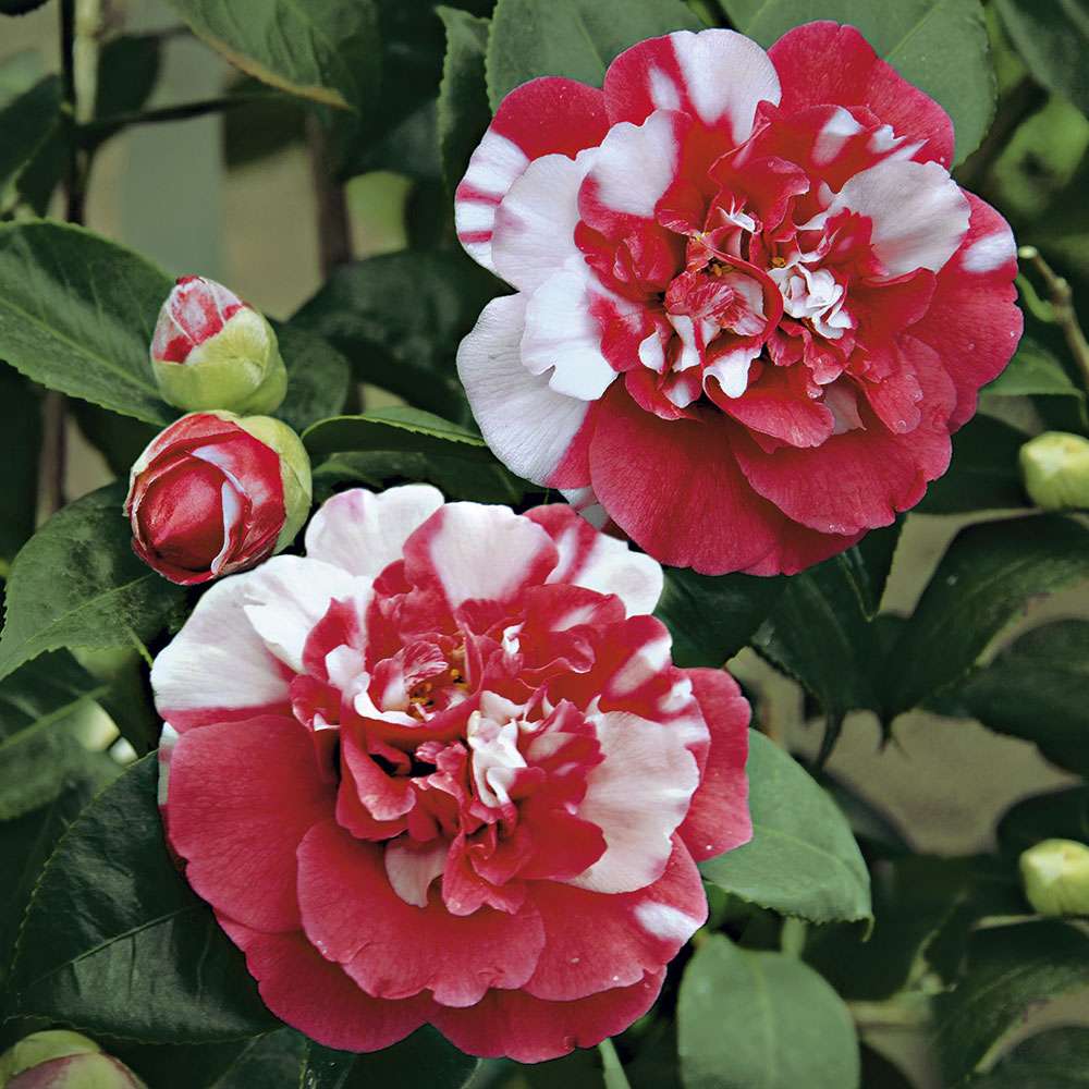 Winterharte, gefllte Freiland- Kamelie 'General Coletti' |  Solitr-Pflanzen | Strucher & Bume | Blh & Ziergehlze | Ahrens+Sieberz  - Pflanzenversand & Gartenbedarf