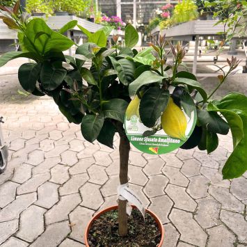 Limone Sfusato Amalfitano