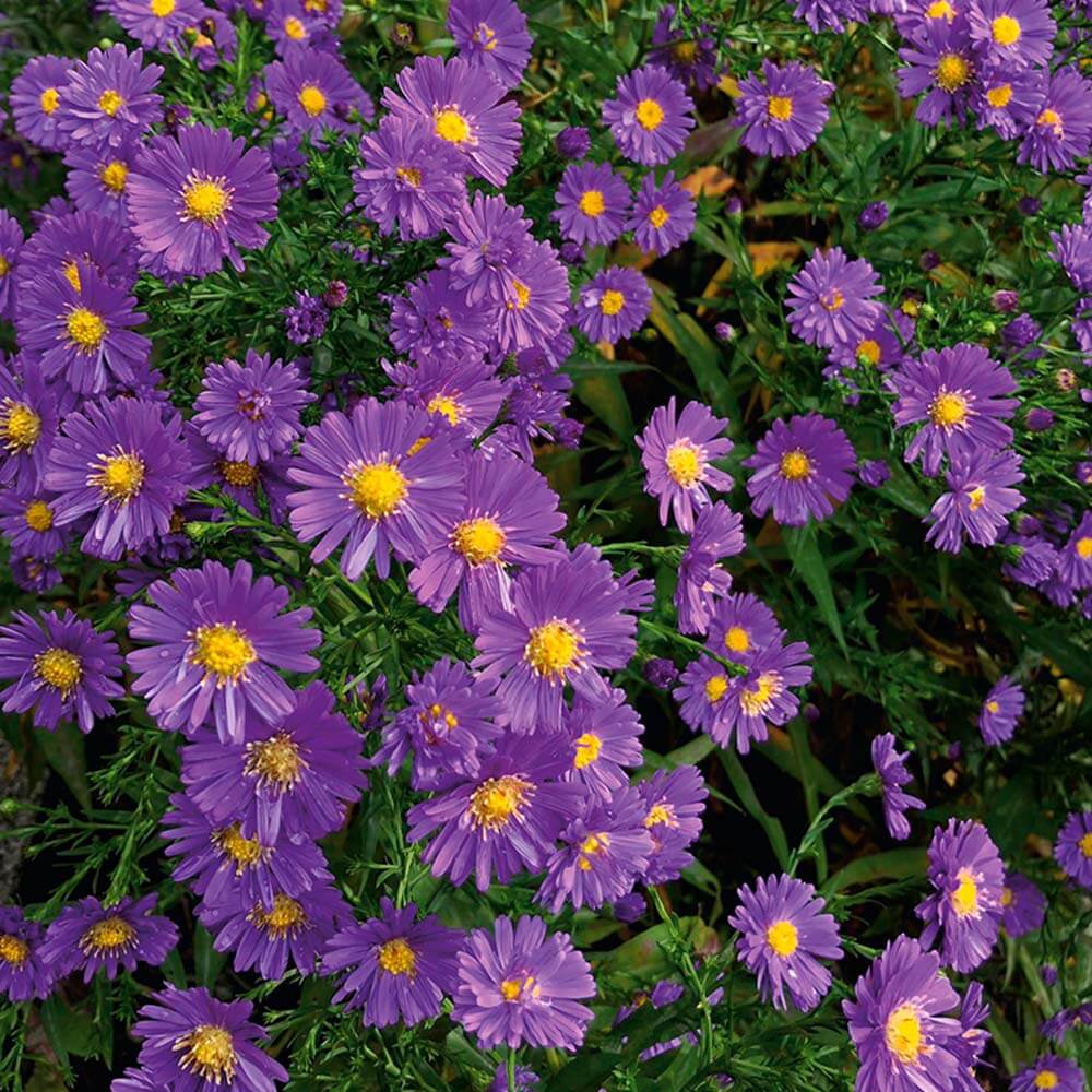 Kissen-Aster lila | Stauden halbhoch | Blühstauden | Stauden | Ahrens+Sieberz - Pflanzenversand & Gartenbedarf