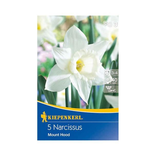 Narcissus Mount Hood