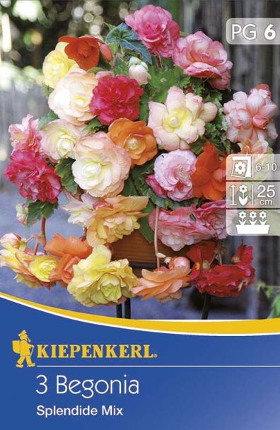 Begonien Splendid Mix