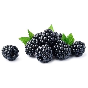 Brombeere Black Satin