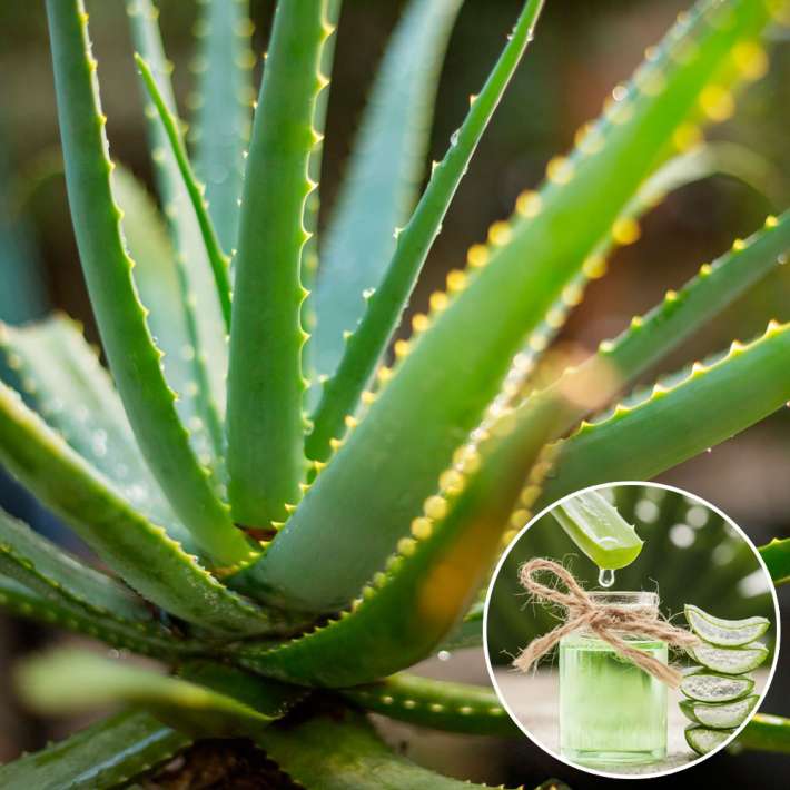 BIO Aloe Vera Sweet kaufen | Ahrens+Sieberz - Pflanzenversand & Gartenbedarf